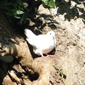 Doves Autumn 2011 (26)